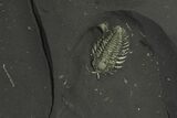 Pyritized Triarthrus Trilobites With Legs & Brittle Star - New York #280057-3